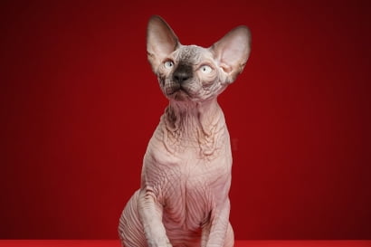 Tiêu chuẩn giống mèo không lông - Sphynx