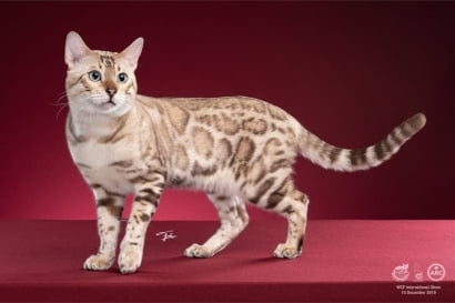 Tiêu chuẩn giống mèo Bengal theo WCF