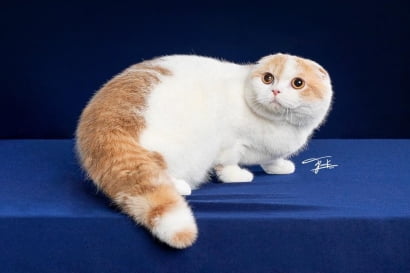 Tiêu chuẩn mèo tai cụp lông ngắn - Scottish Fold