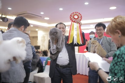 Cat show đầu tiên tại Việt Nam - WCF National Cat Show