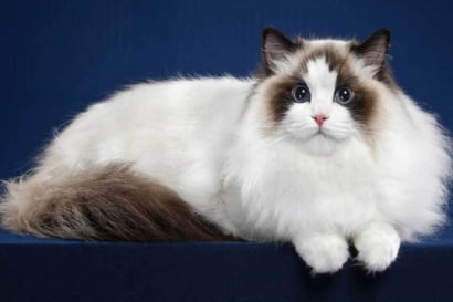 Tiêu chuẩn giống mèo Ragdoll theo WCF