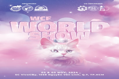 WCF WORLD SHOW – Giải Vô Địch Mèo Toàn Cầu