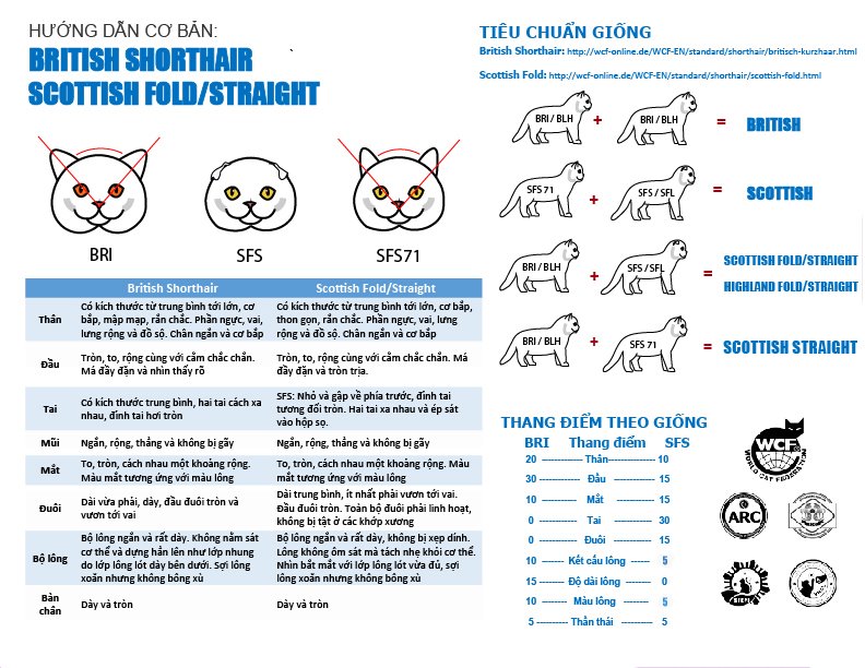 Phân biệt mèo Scottish vs British